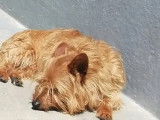 À accueillir, chien au pelage fauve