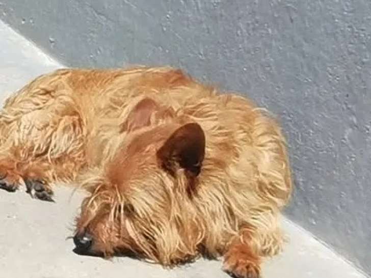 À accueillir, chien au pelage fauve