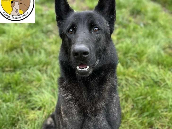 En quête d'un foyer, chien Berger Hollandais de 3 ans