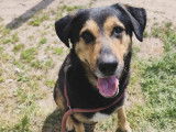 Adoption disponible : chien tricolore