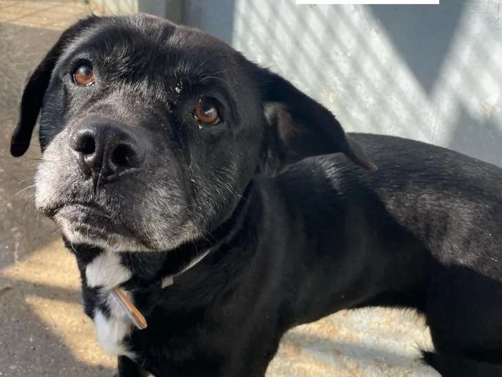 À la recherche d’un foyer, chien Labrador de 6 ans