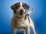 À adopter : chien Jack Russell tricolore
