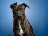 Disponible à l'adoption : chien noir et blanc