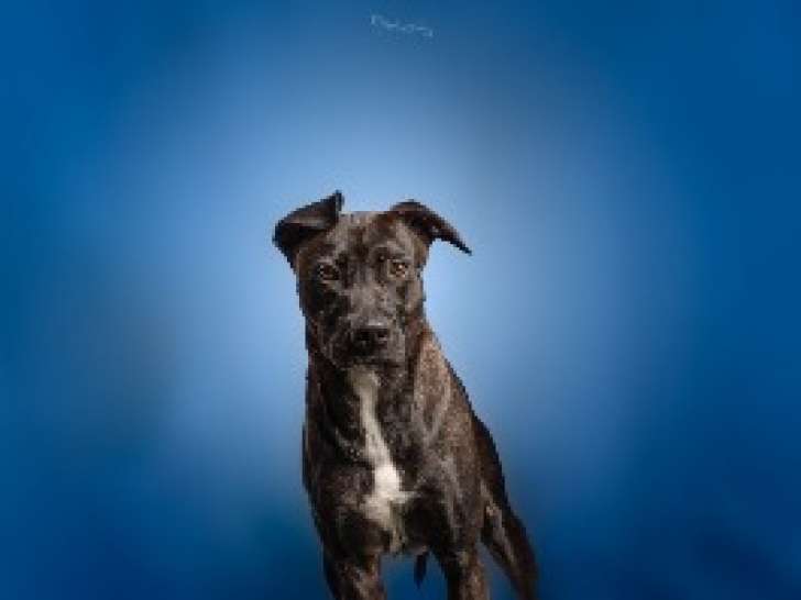 Disponible à l'adoption : Taiko
