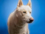 En attente d'adoption : chien Husky Sibérien beige