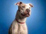 Prête pour l’adoption : chienne de 5 ans