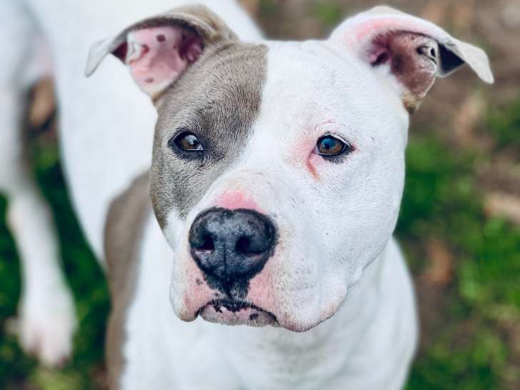 Prête pour l’adoption : Athéna