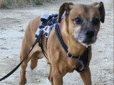 Abu, chien brun à adopter en urgence