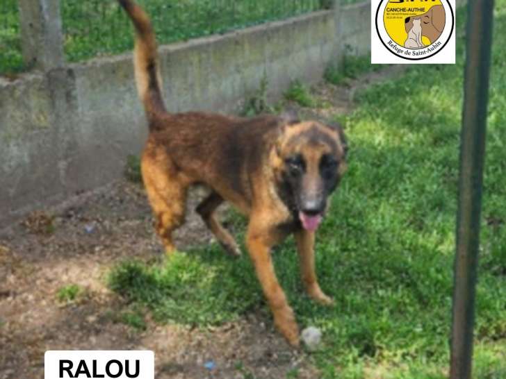 À accueillir : chien Berger Malinois fauve