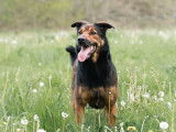 Adoption disponible : chien Beauceron noir et feu