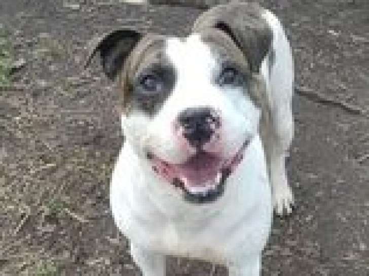 À la recherche d’une famille : chien Staffordshire Américain Terrier tricolore