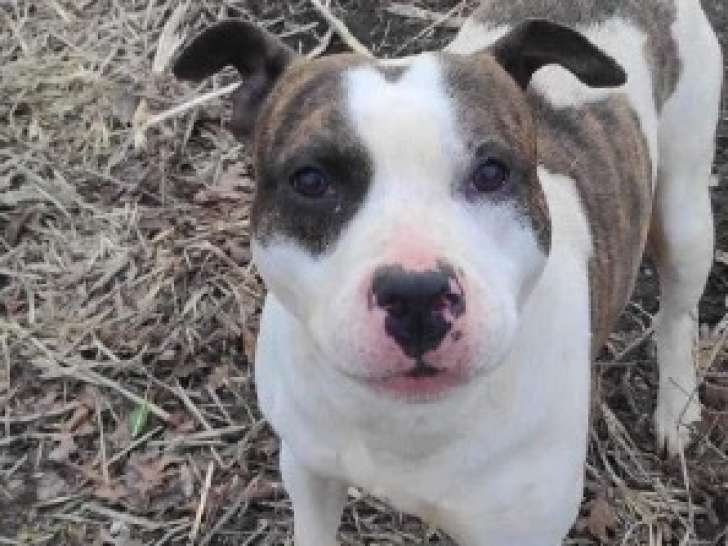 Rintintin est à adopter