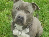 Chien Staffordshire Américain Terrier de 5 ans à adopter