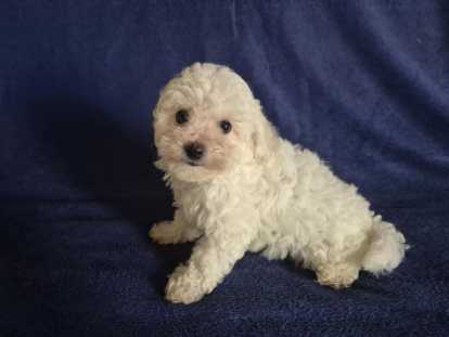 Chiot mâle Bichon Frisé à vendre