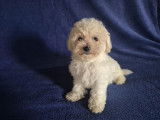 Chiot mâle Bichon Frisé à vendre