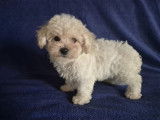 Chiot mâle Bichon Frisé à vendre