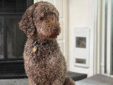 Mâle Caniche royal brun disponible pour saillie