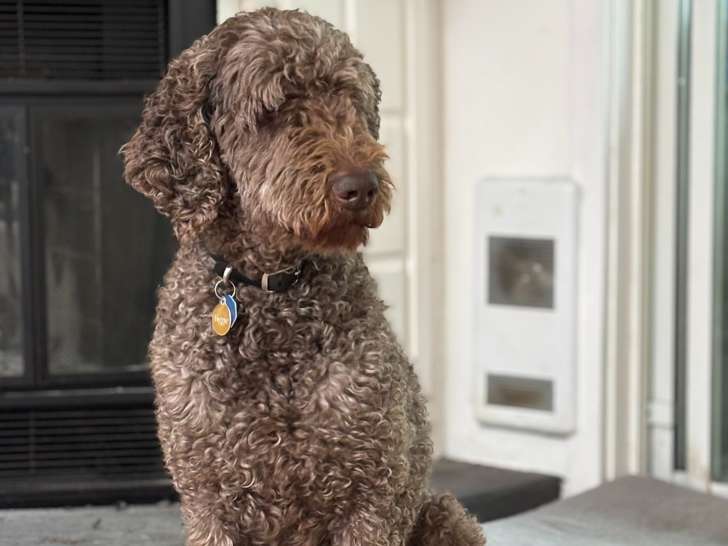 Mâle Caniche royal brun disponible pour saillie
