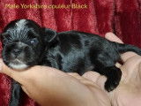 Chiots Yorkshire black, ocean pearl ou blue merle à vendre