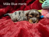 Chiots Yorkshire black, ocean pearl ou blue merle à vendre