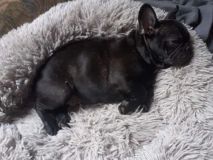 2 chiots Bouledogue Francais mâles LOF à vendre