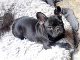2 chiots Bouledogue Francais mâles LOF à vendre
