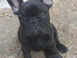 2 chiots Bouledogue Francais mâles LOF à vendre