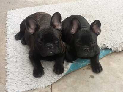 2 chiots Bouledogue Francais mâles LOF à vendre
