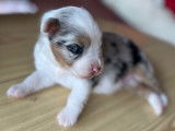 Chiots Bergers Australiens à réserver