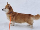 Chiots Corgis à naître en septembre 2025