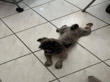 Chienne adulte de type Shih Tzu à donner