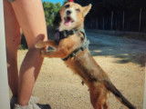 Luci, petite chienne de 4 kg à adopter