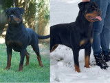 Chiots Rottweiler à naître en décembre 2025
