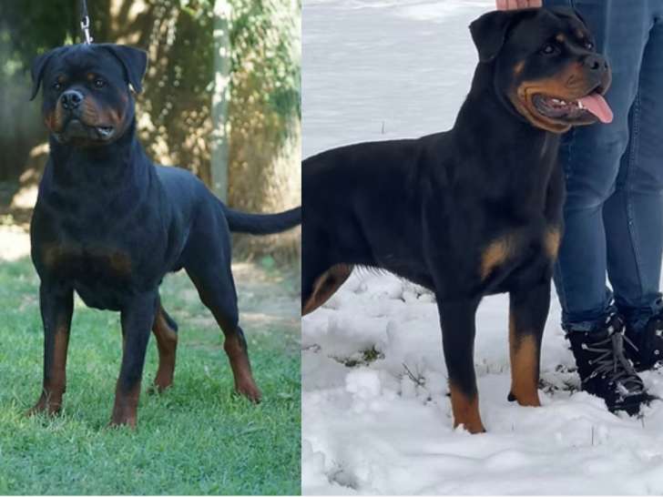 Chiots Rottweiler à naître en décembre 2025