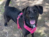 Ruby, femelle Labrador à adopter
