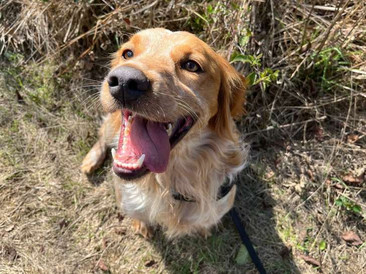 Toulock, chien Épagneul Français à adopter