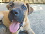 Apache, chiot croisé Malinois à adopter