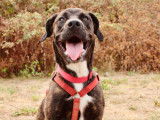 Aloha, chienne croisée Labrador à adopter