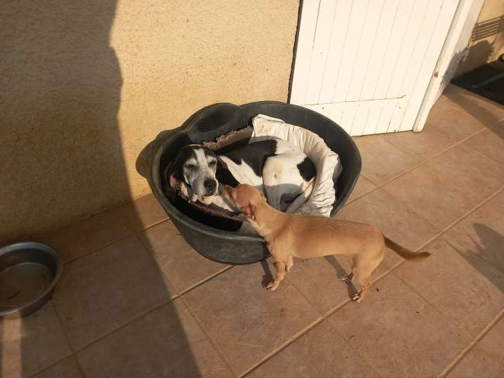 Angela, femelle de type Ariégeois à adopter