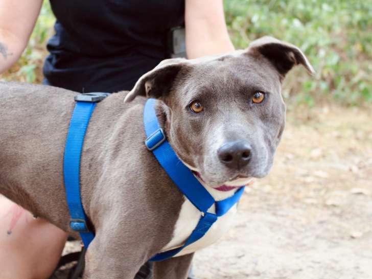 Vadrouille, chienne à adopter