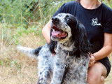 Hity, Setter Anglais senior à adopter