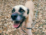Anatole, mâle Berger d'Anatolie à adopter