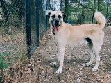Anatole, mâle Berger d'Anatolie à adopter