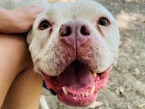 Punta, femelle American Bully à adopter