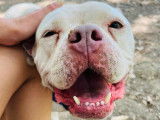 Punta, femelle American Bully à adopter