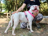 Punta, femelle American Bully à adopter
