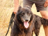 Finette, chienne de type Border Collie à adopter