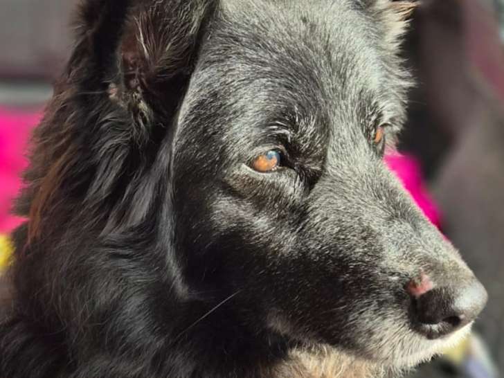 Finette, chienne de type Border Collie à adopter