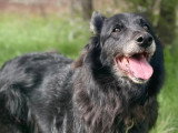 Finette, chienne de type Border Collie à adopter