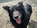 Finette, chienne de type Border Collie à adopter